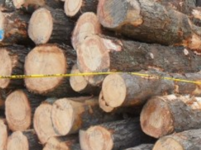 一手货源 方木锯材和杉木、松木、杂木等原木